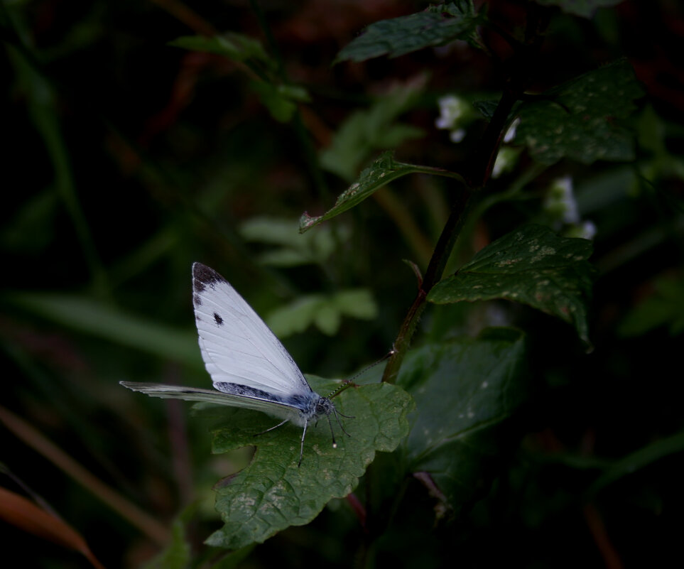 Наблюдателвный пост - Valziwa 