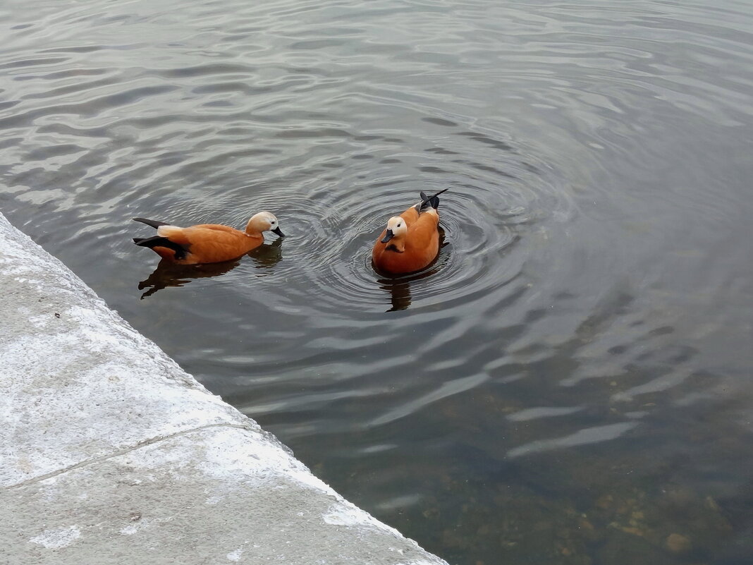 Пара - Андрей Лукьянов