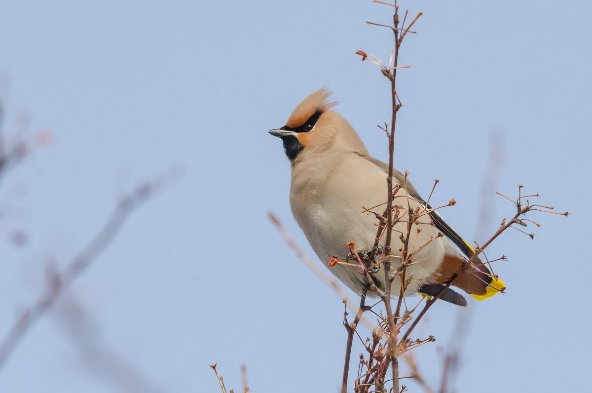 Свиристель - Виктор Иванович Чернюк