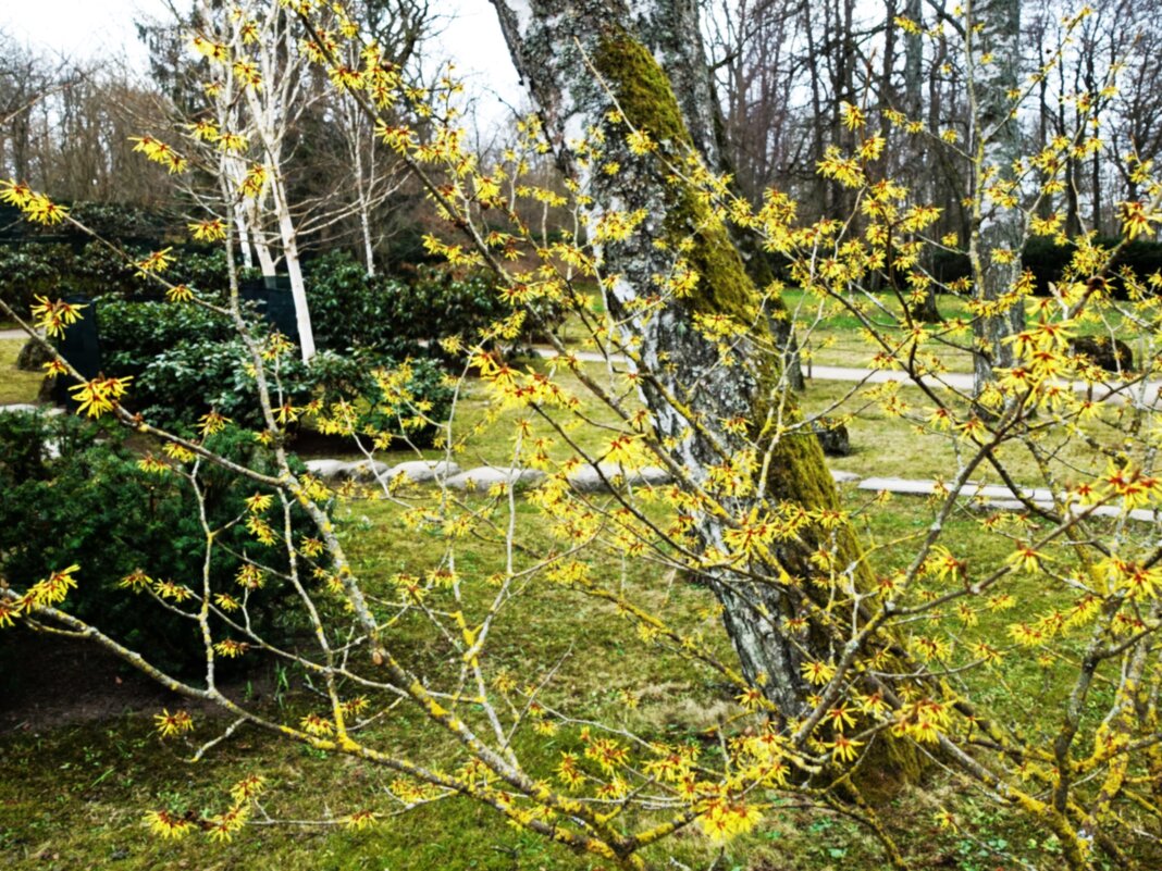 Цветение Гамамелиса - Aida10 