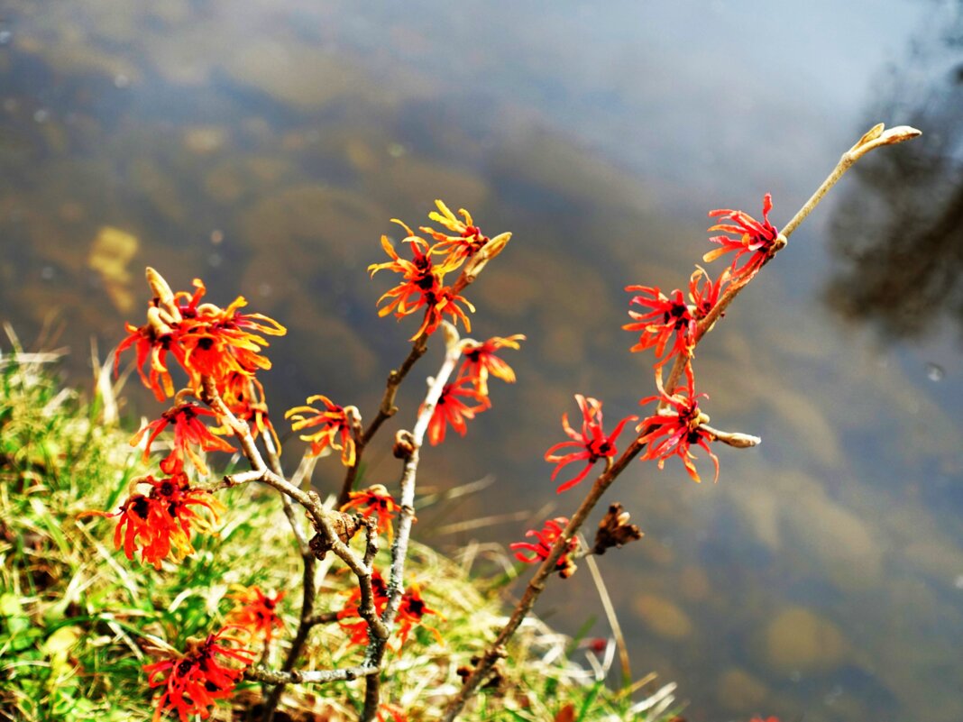 Цветение розового Гамамелиса над прудом - Aida10 