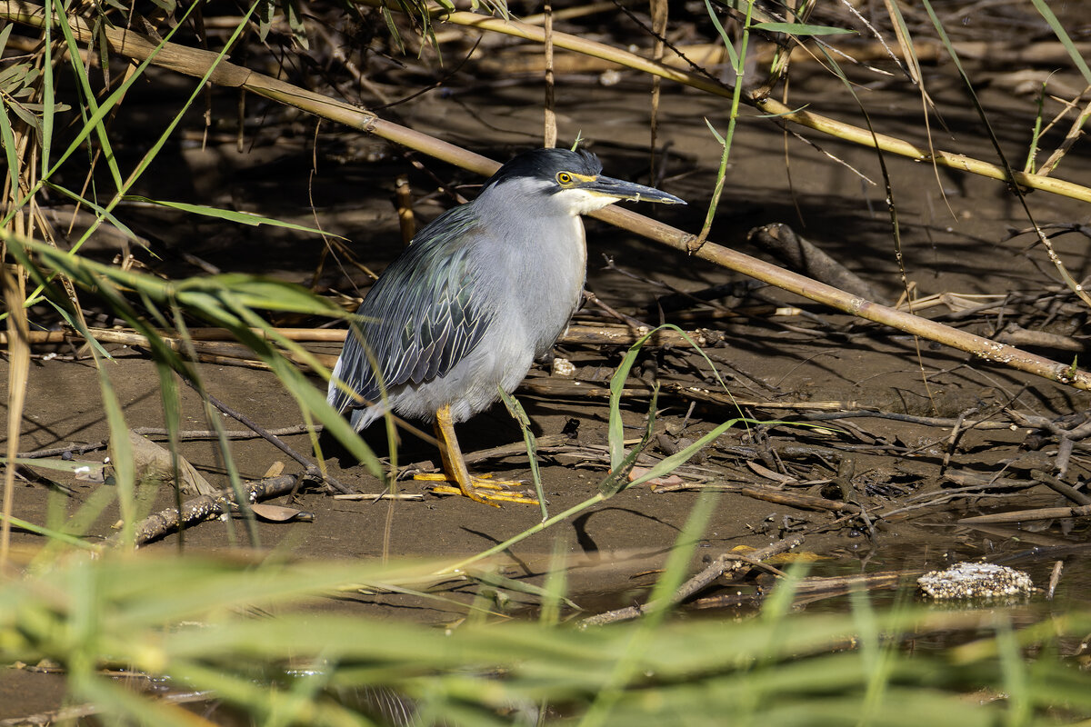 Зеленая кваква. - Alexander Amromin