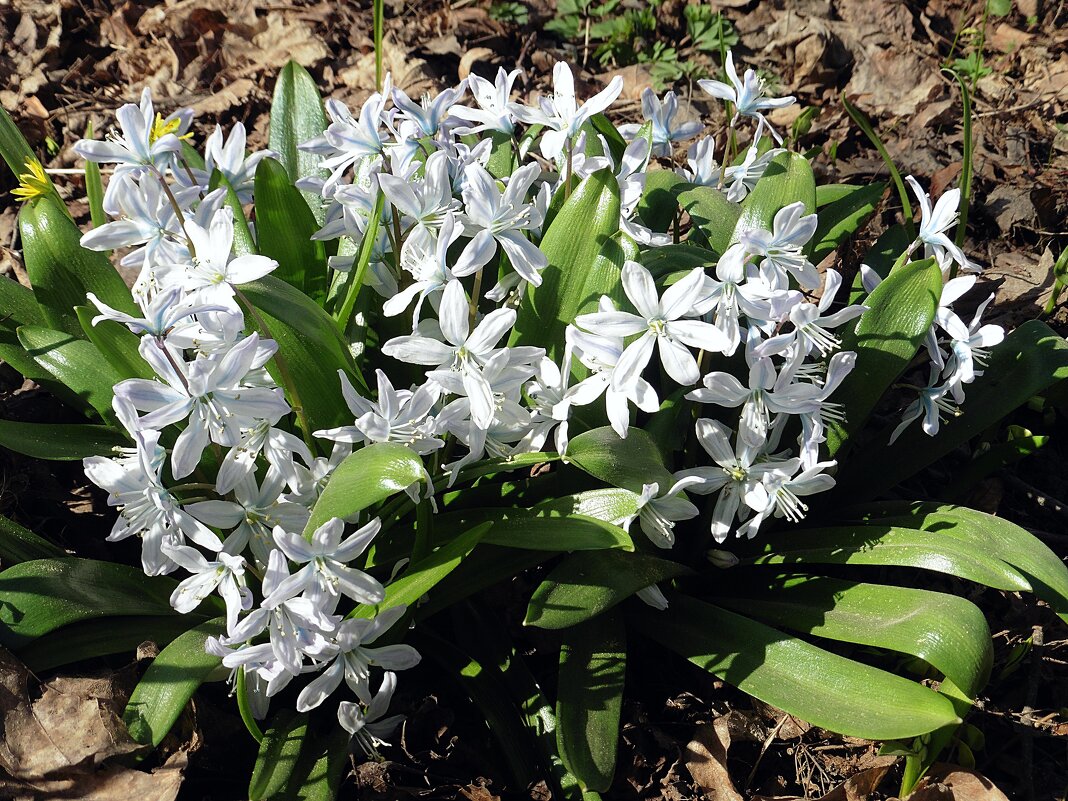 Пушкиния (лат. Puschkinia) - Лидия Бусурина