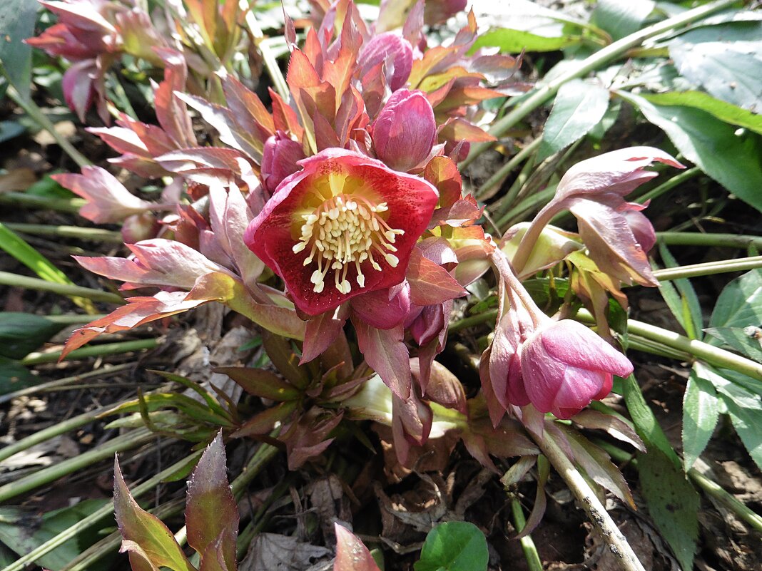 Морозник восточный - Лидия Бусурина