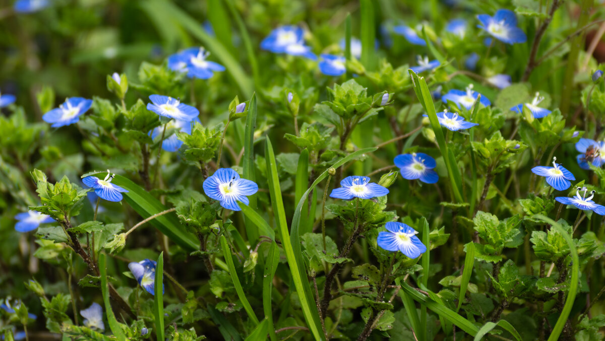 Вероника Полевая - Игорь Сикорский
