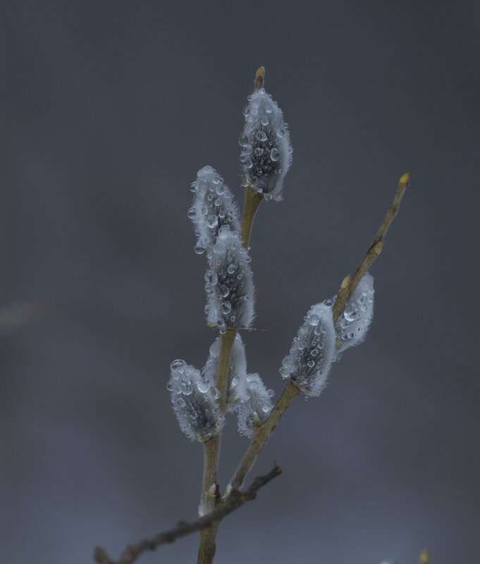 Красивое - Олег Денисов