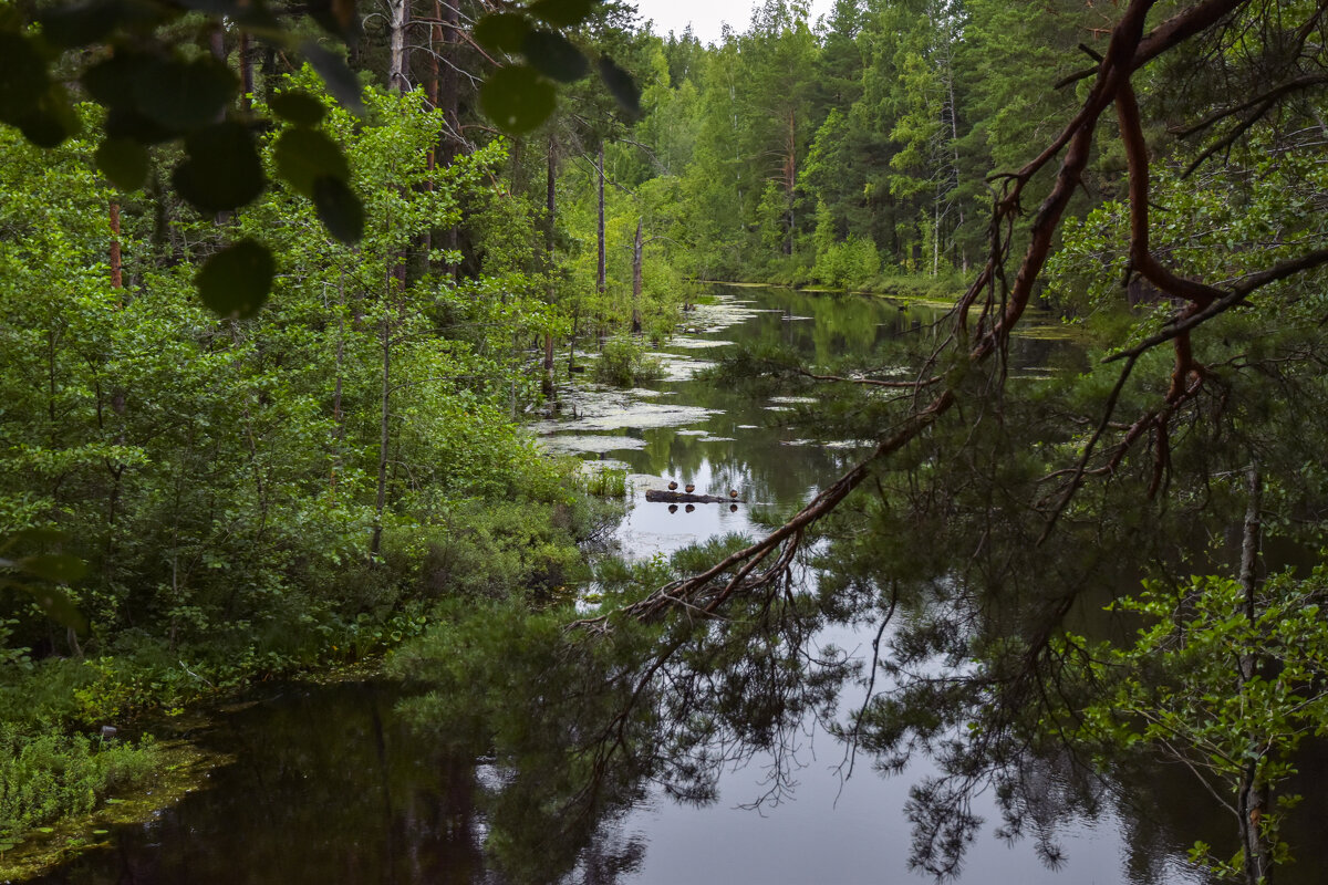Чаща - Валерий Пославский