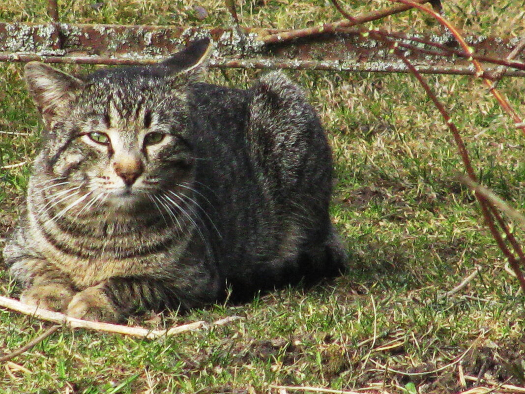 Пришёл в мой сад - Людмила Смородинская