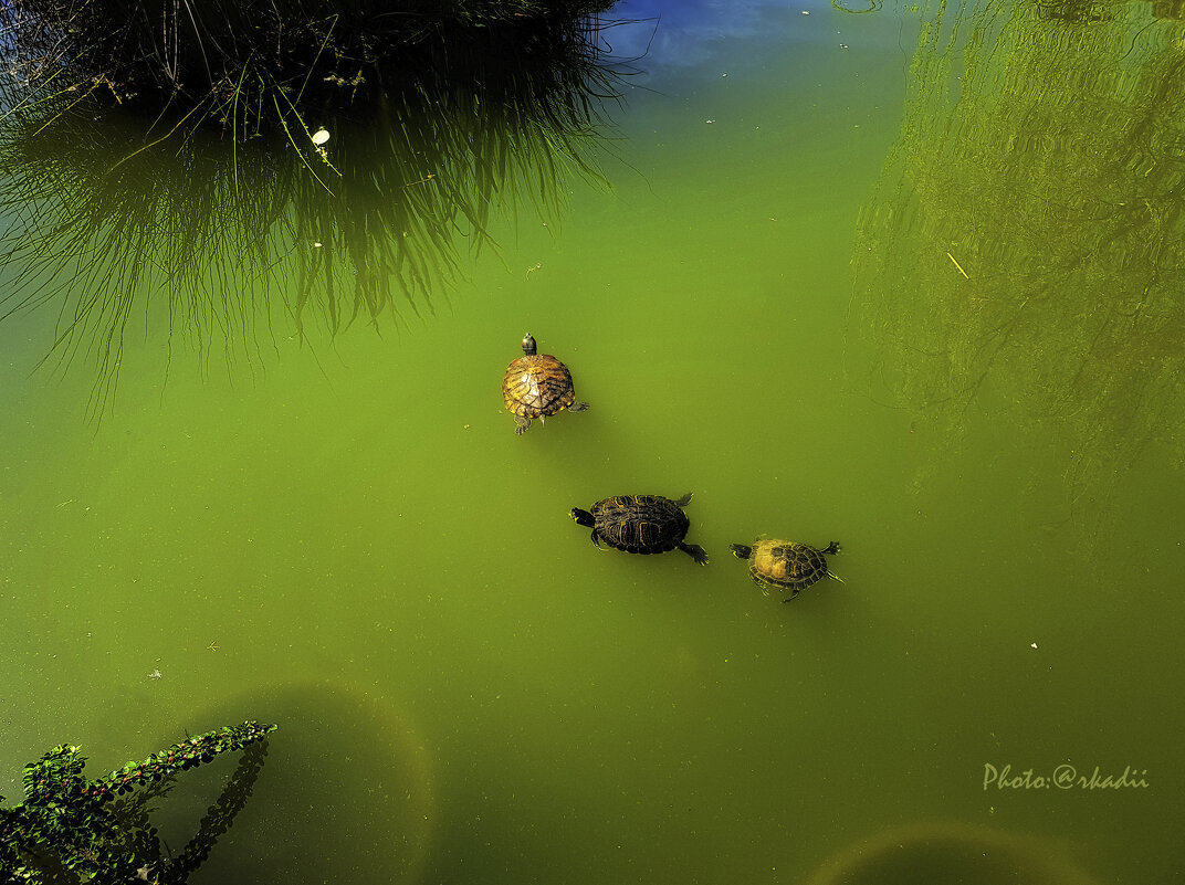 ДВИЖЕНИЕ - arkadii 