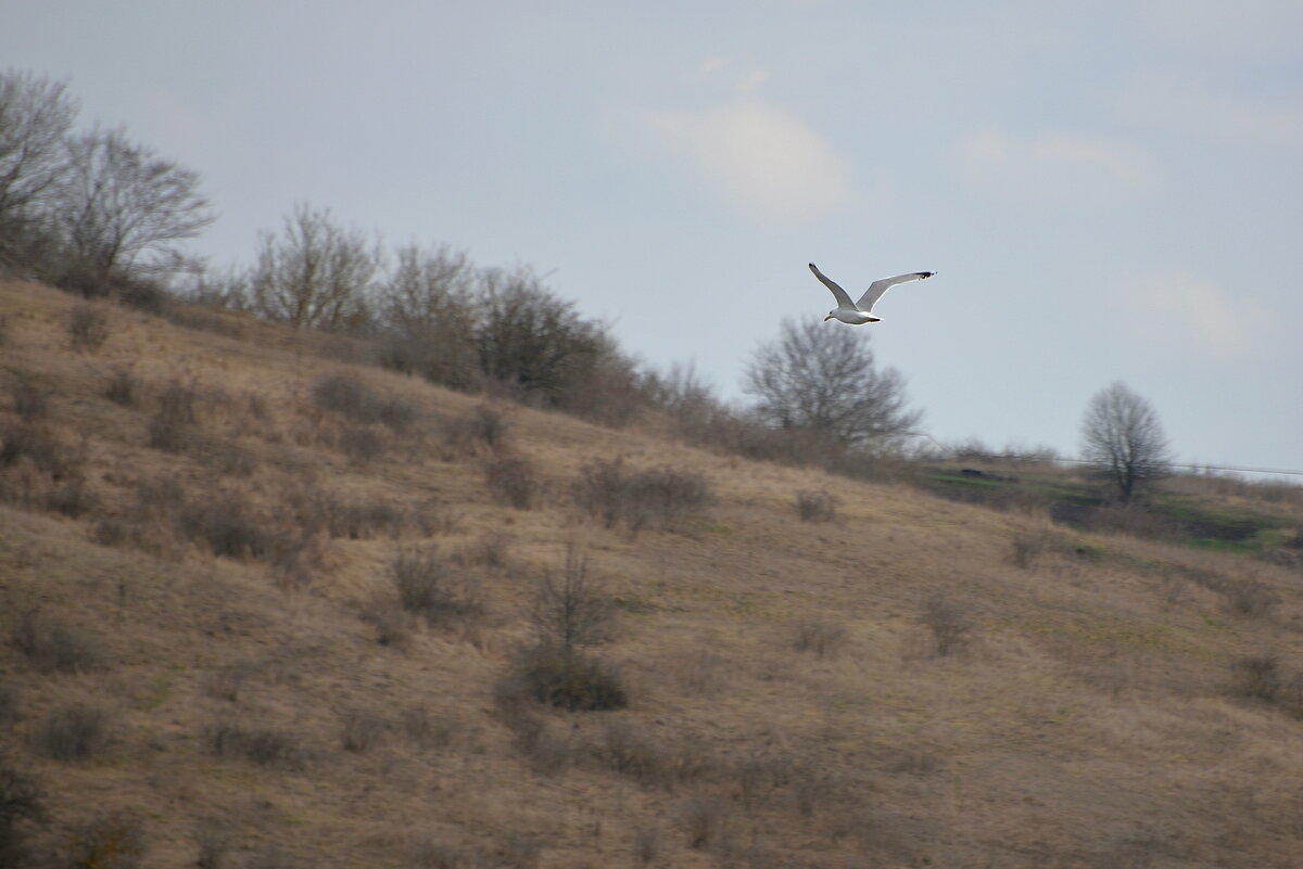 полёт - Сеня Белгородский