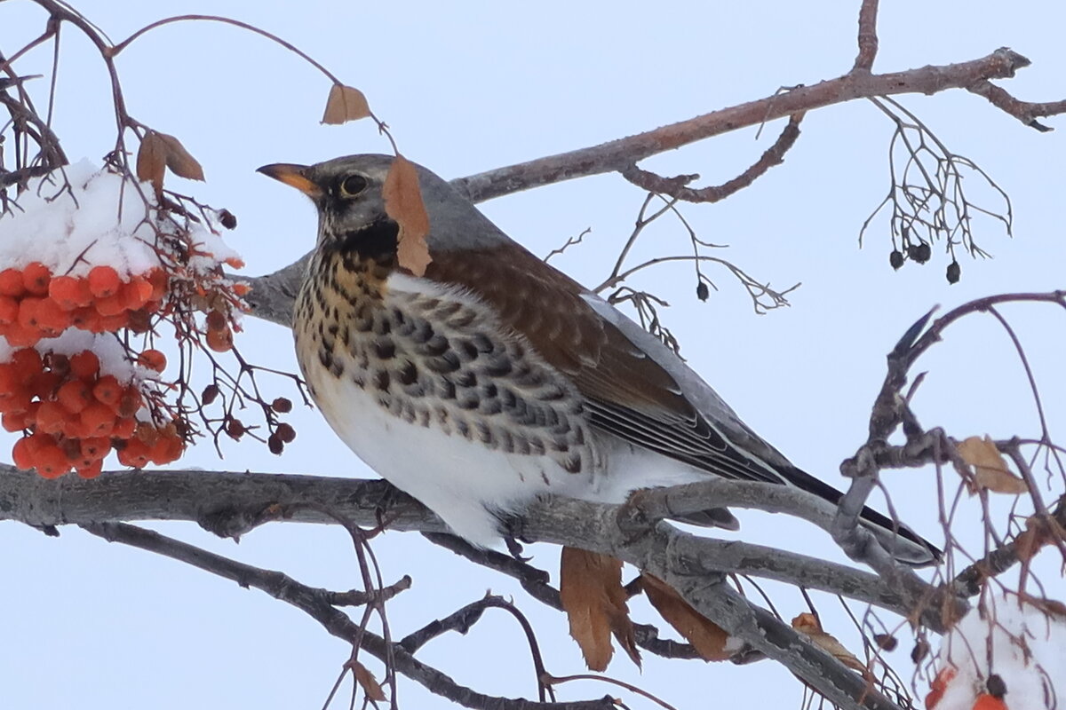 Дрозд рябинник - Галина Козлова 