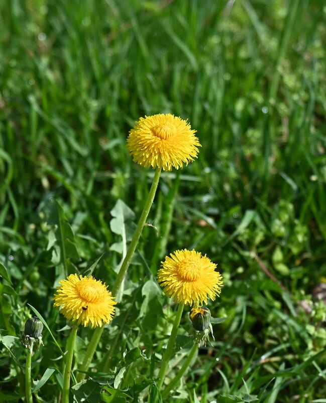 Весенние мотивы... - Николай Саржанов