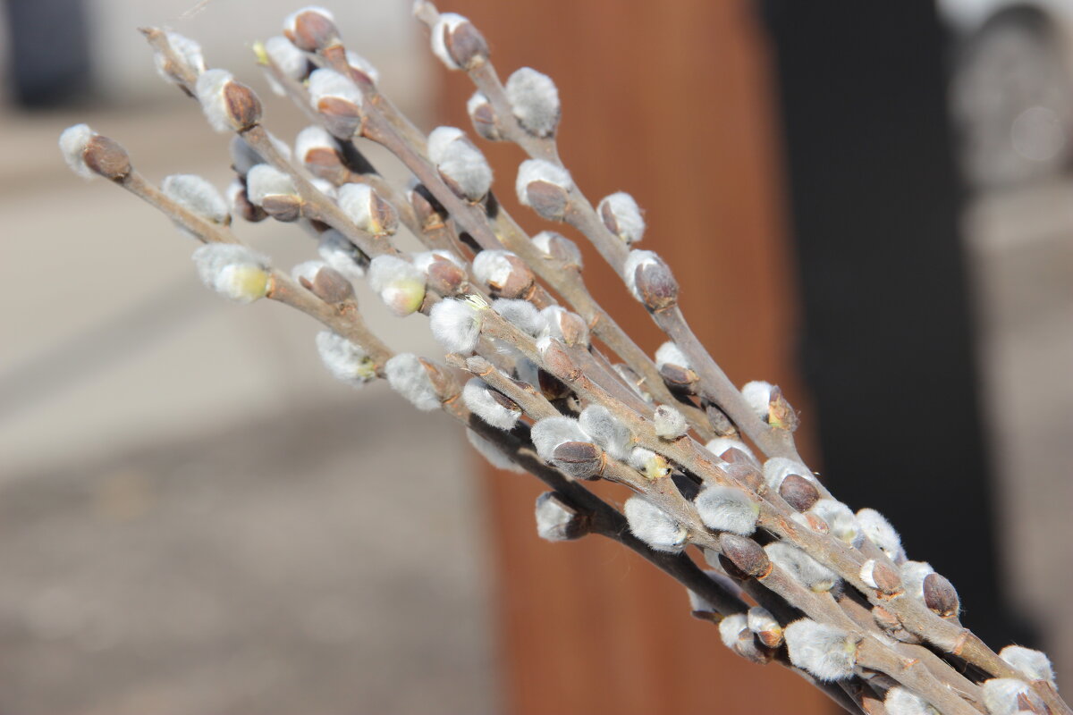 верба - Венера Чуйкова