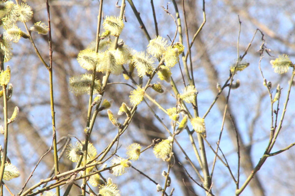 Настроение - олег свирский 