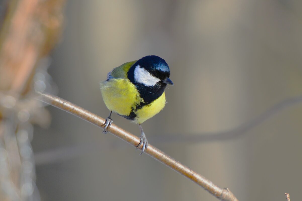 Большая синица - Константин Анисимов