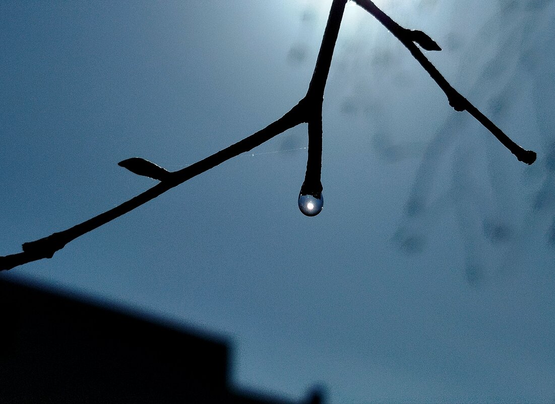 Капля берёзового сока - светлана льдокова