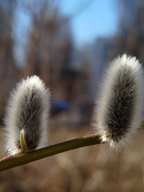 Пушистики - светлана льдокова