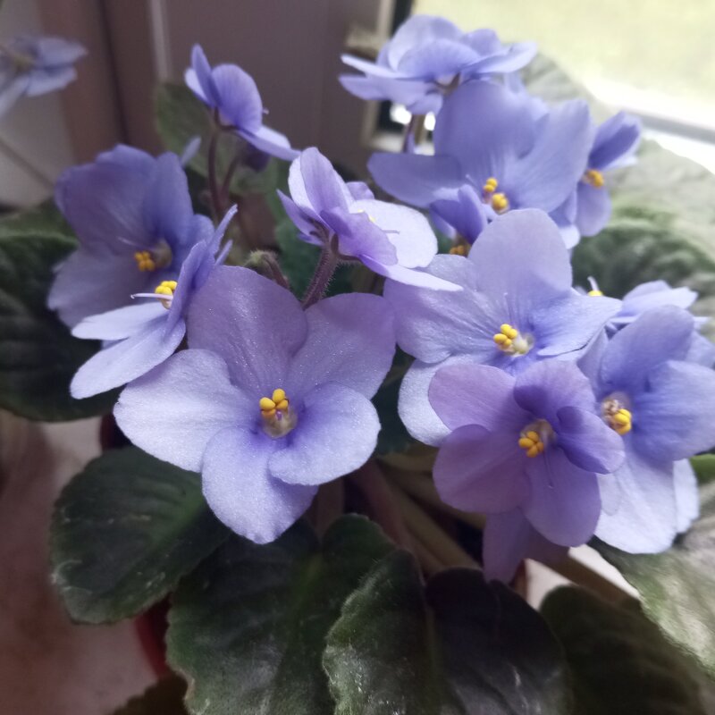 Фиалка - Елена Семигина