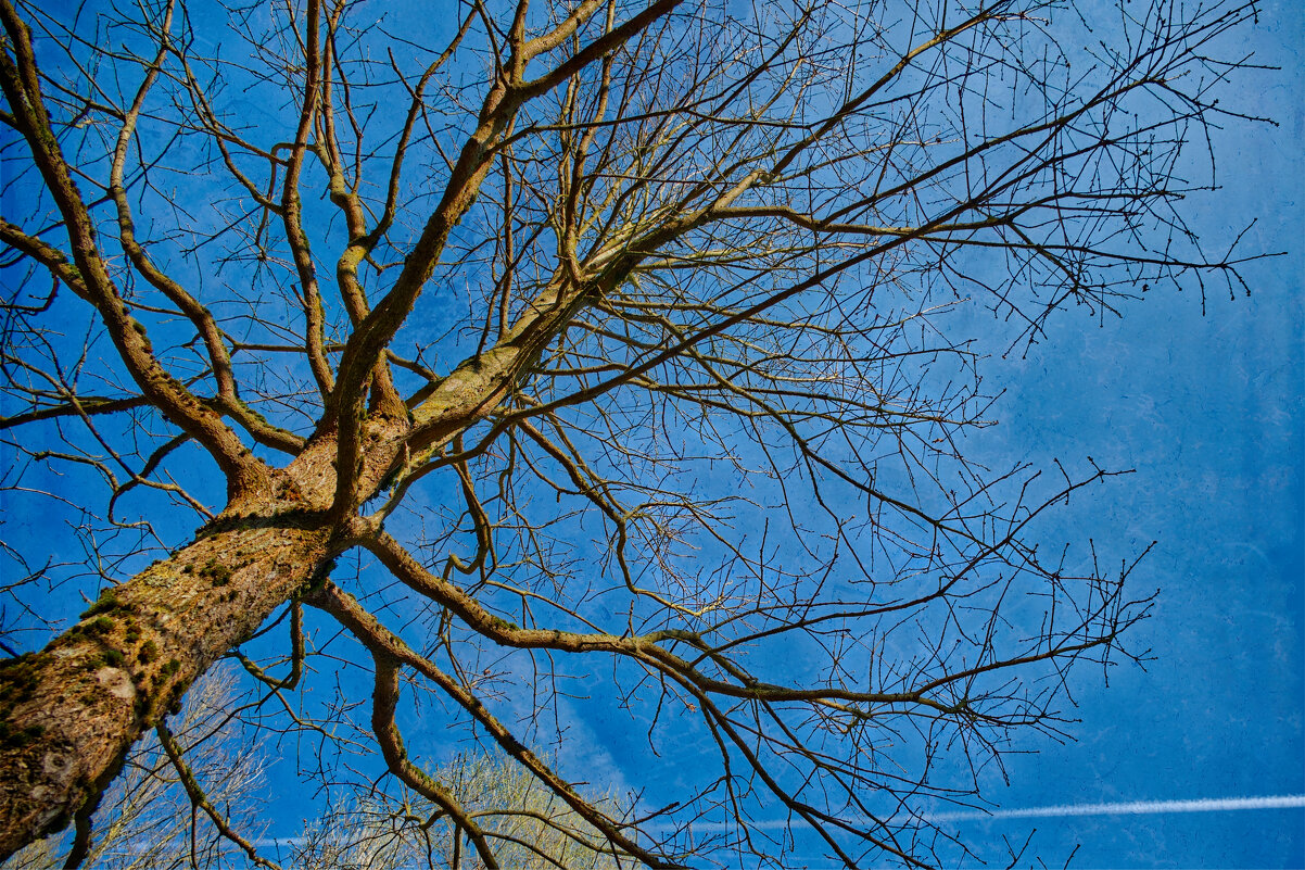 (°-°) - Jakob Dick