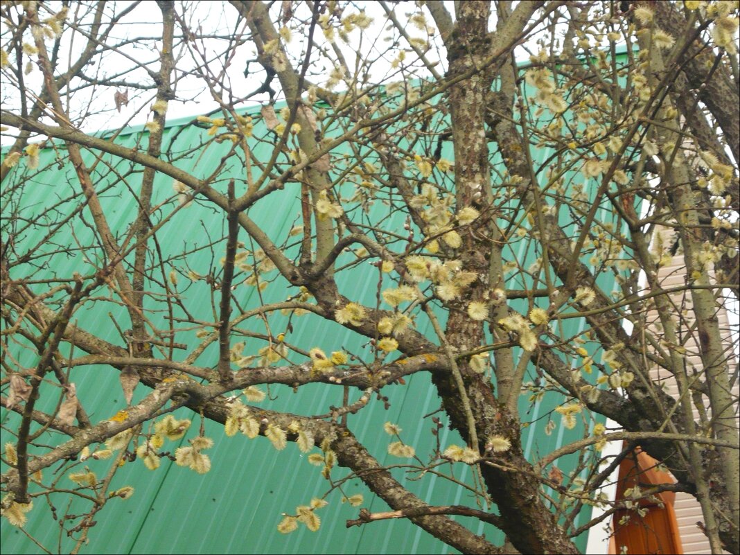 Весна! - Надежда 