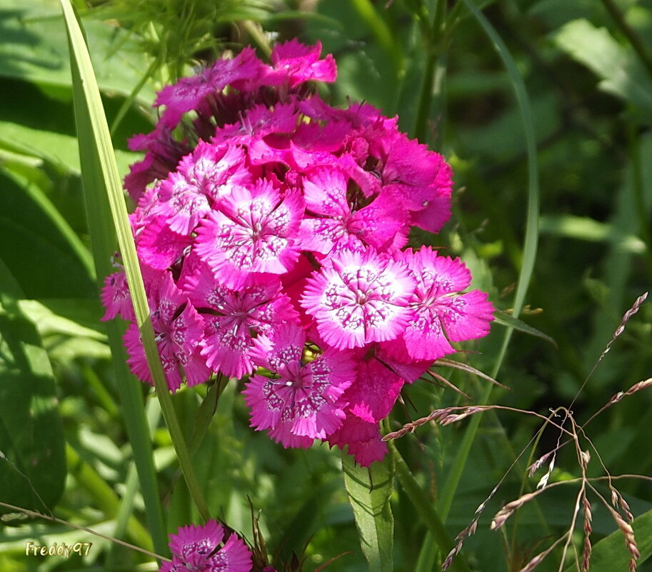 Турецкая гвоздика - Freddy 97