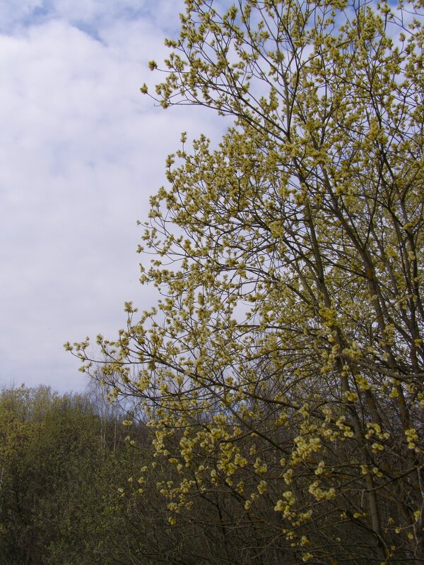 Ранняя весна 2 - Анна Воробьева