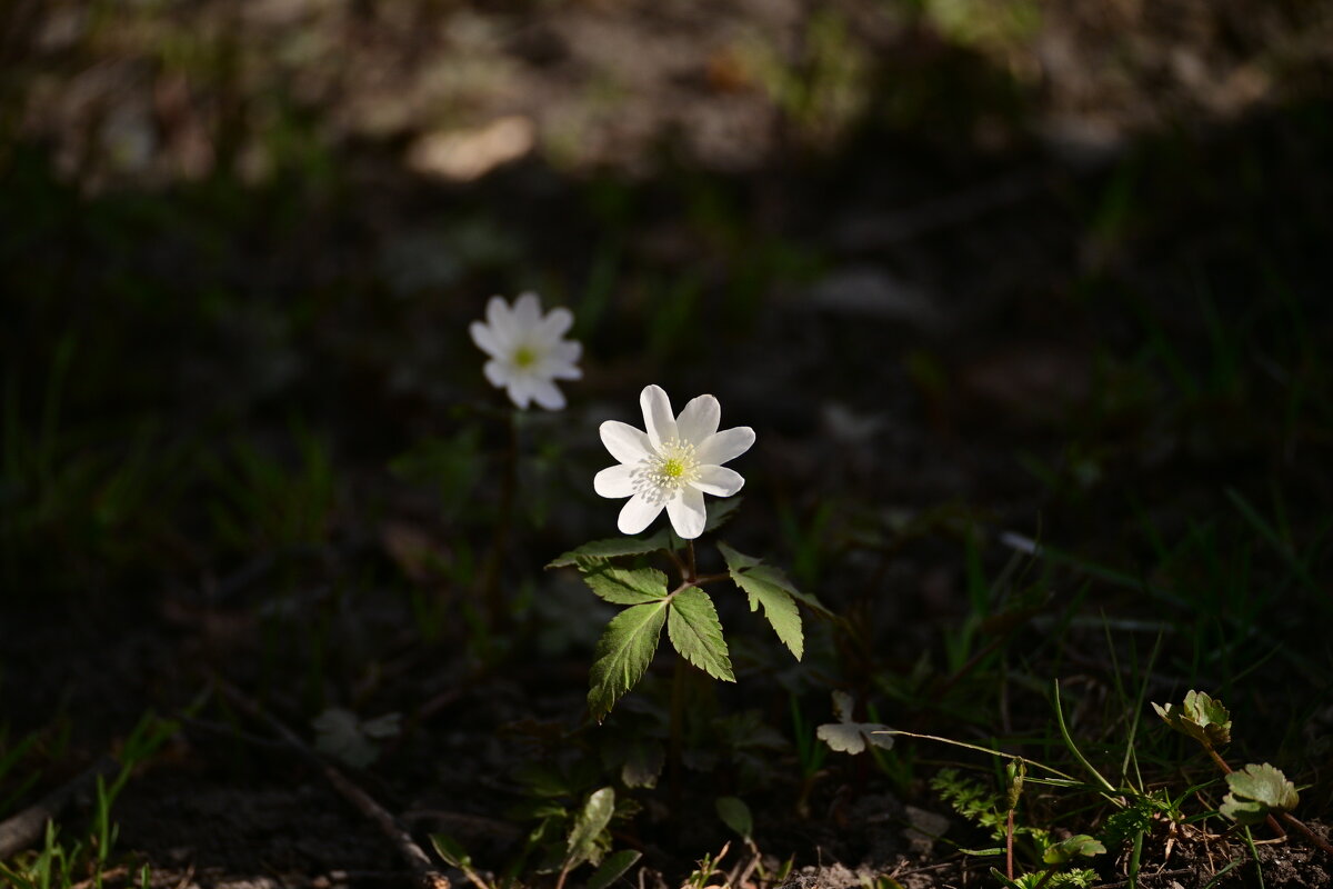 Среди прошлогодней листвы - Владислав Левашов