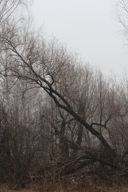 Апрельская диагональ - Елена Минина