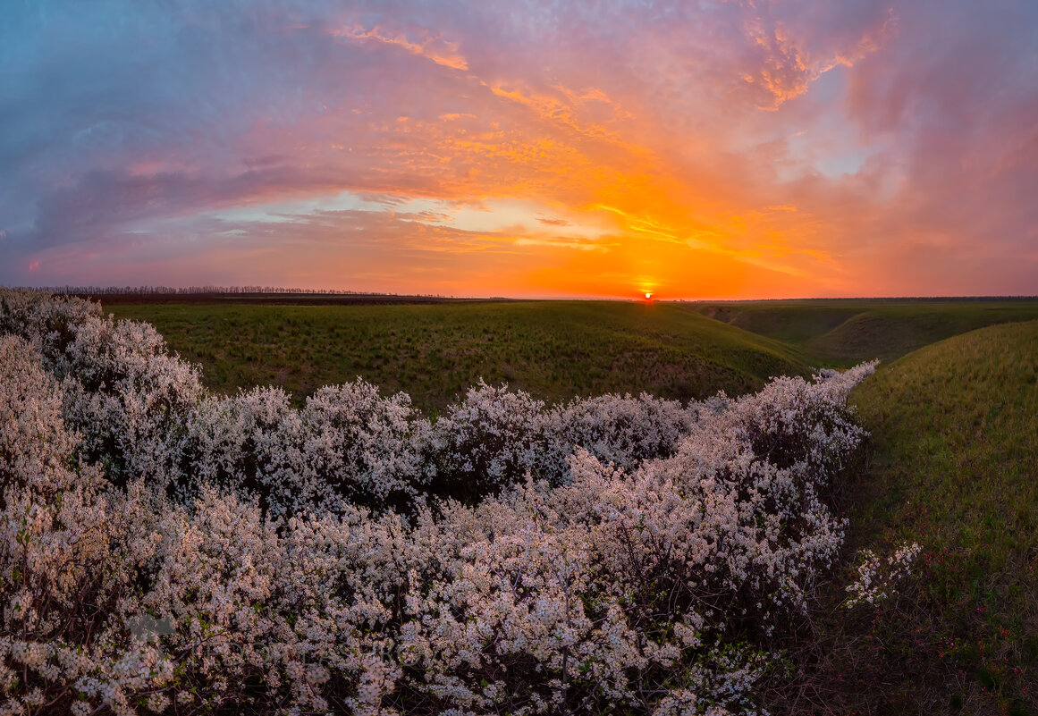 Цветущий тёрн - Фёдор. Лашков