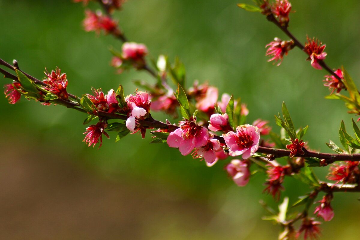 Персика веточка - Юрий. Шмаков