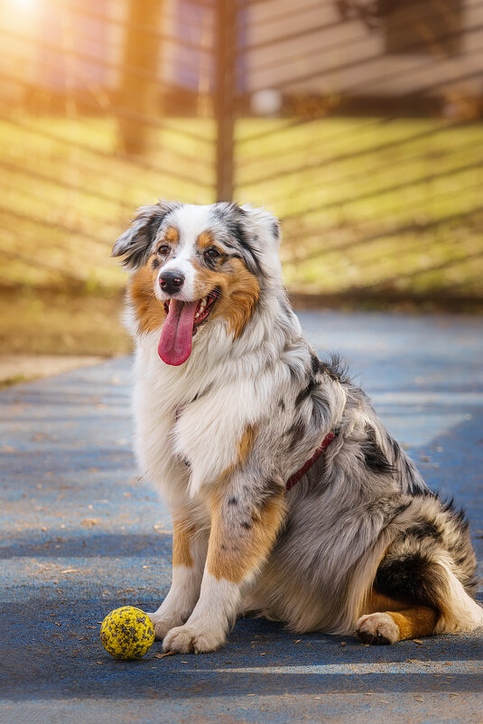 Австралийская овчарка - Alex Bush