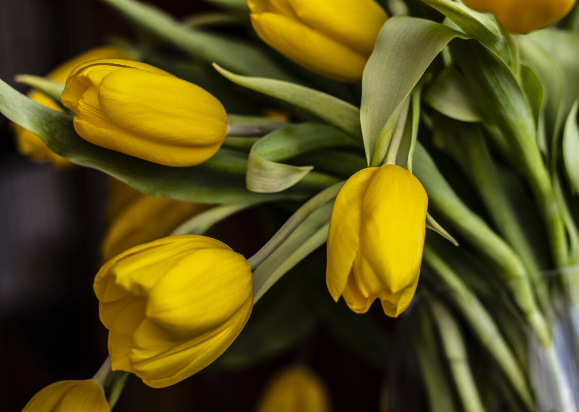 Тюльпаны. - Николай 