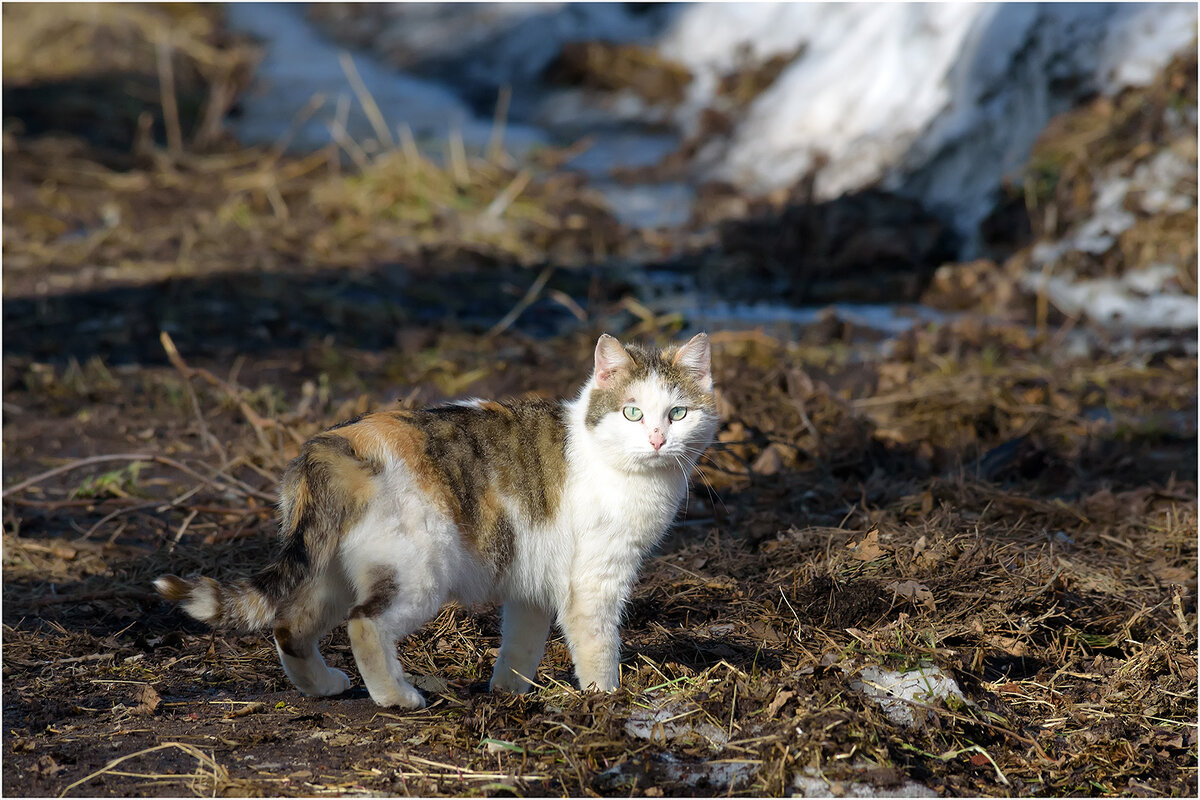 Подруга мартовского - Валентин Котляров