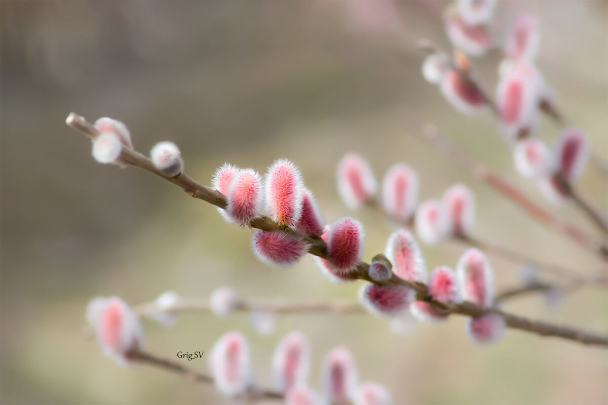 тихо цветёт пушистая ива - Светлана Григорьева