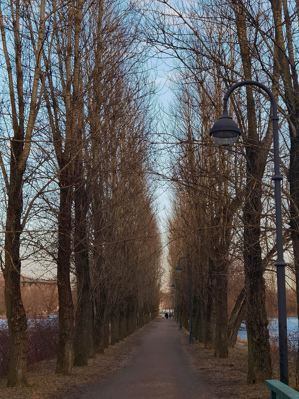 Стройные деревья, как солдаты в строю. Парк Победы. - Лилия *