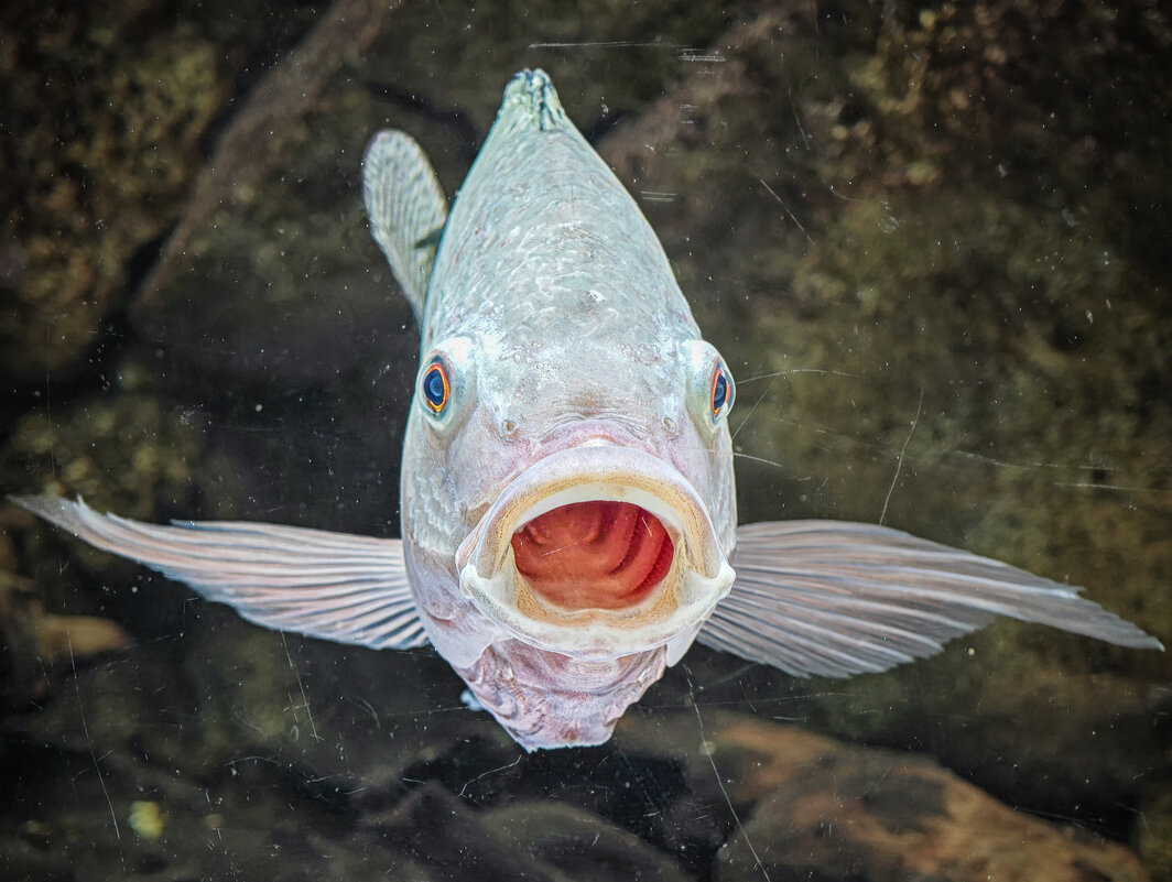 *** - Елена Черненко