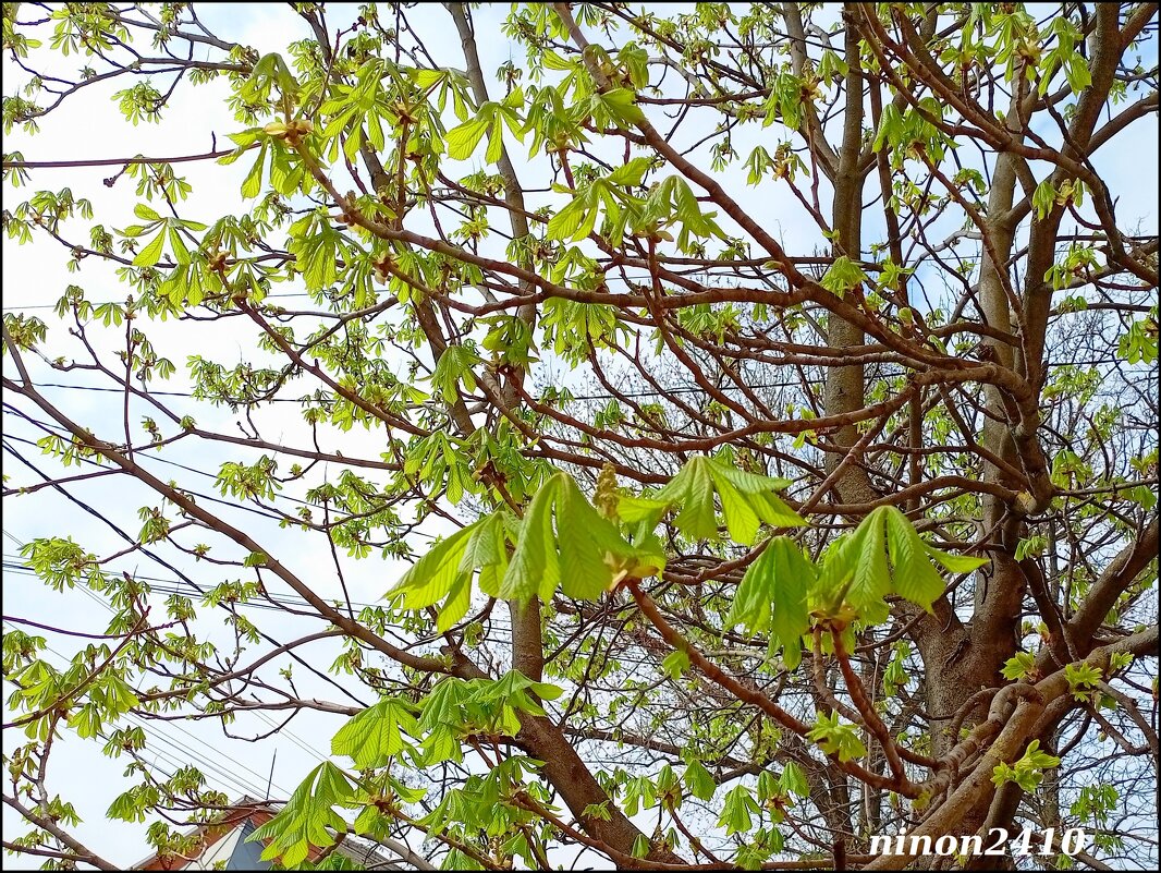 Весна на ростовских улицах - Нина Бутко