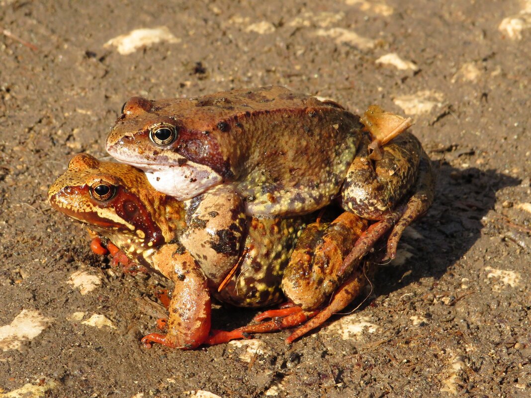 Верхом - Андрей Снегерёв