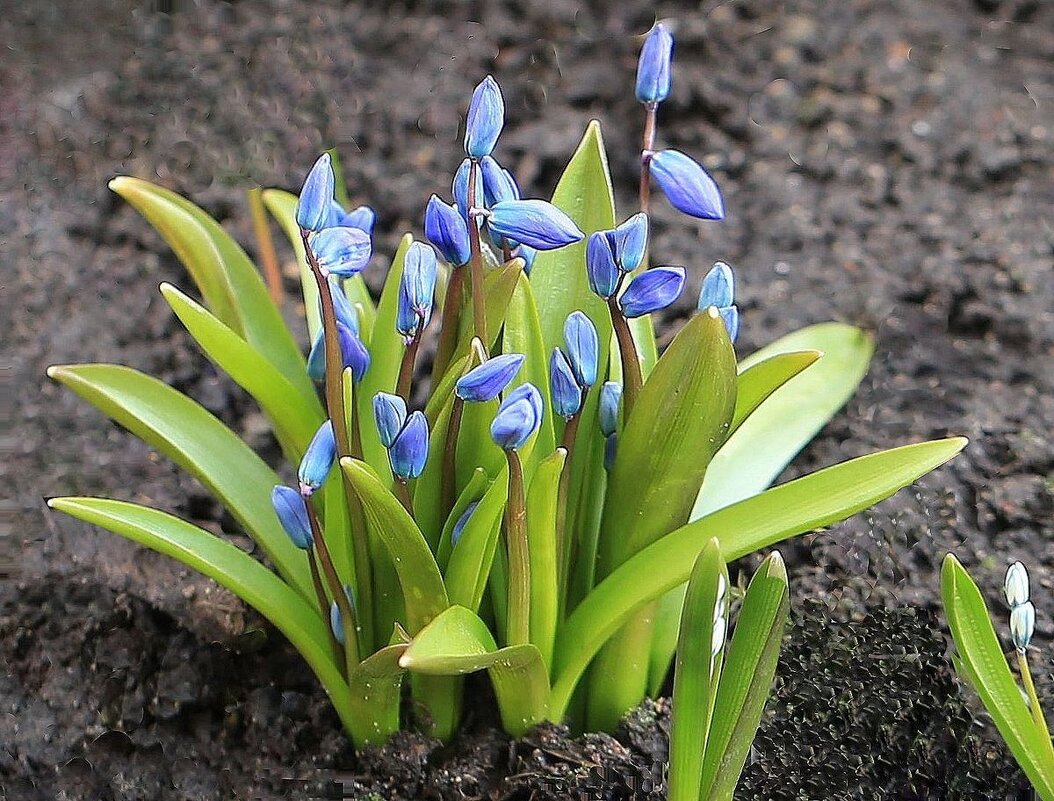 Будут цветочки - ZNatasha -