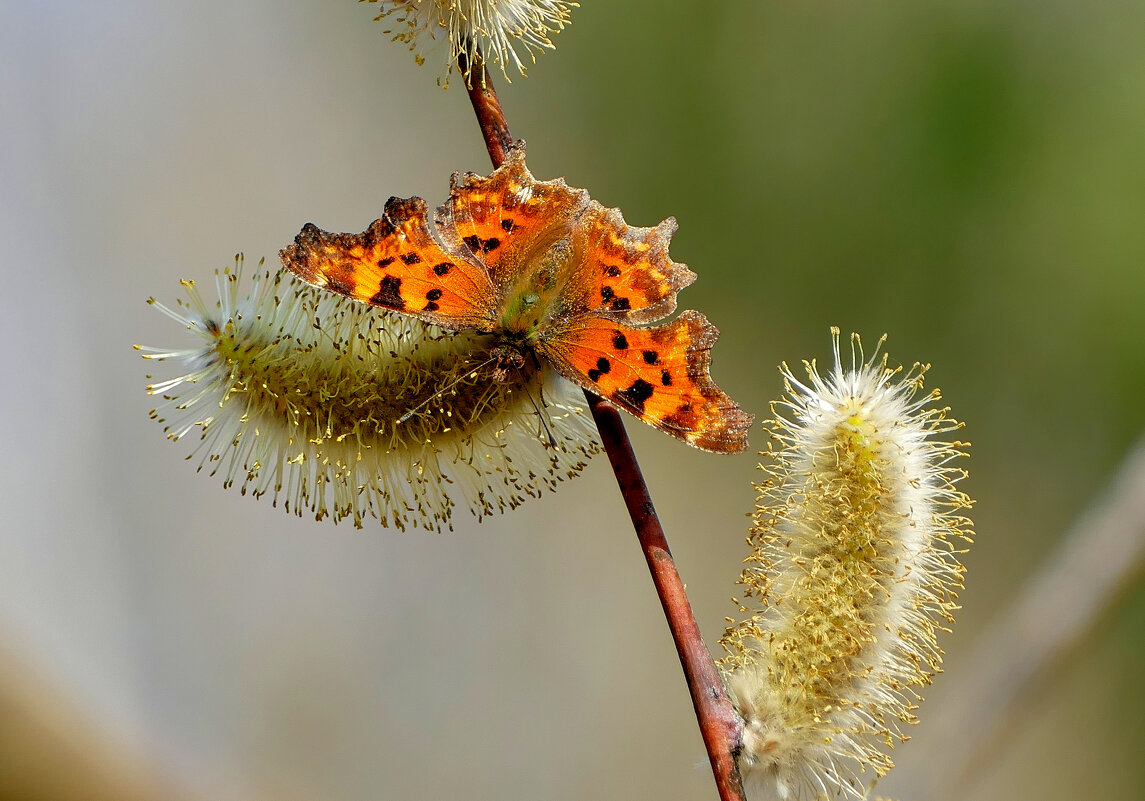 из снятого сегодня 14 - Александр Прокудин