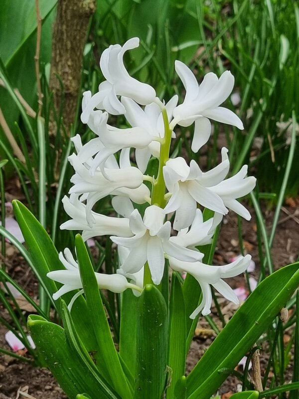 Гиацинт - Наталья 