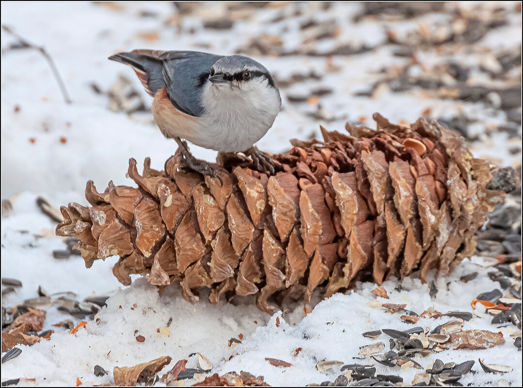НЕ ПО "ЗУБАМ" МНЕ ЭТО ... - Владимир Железнов