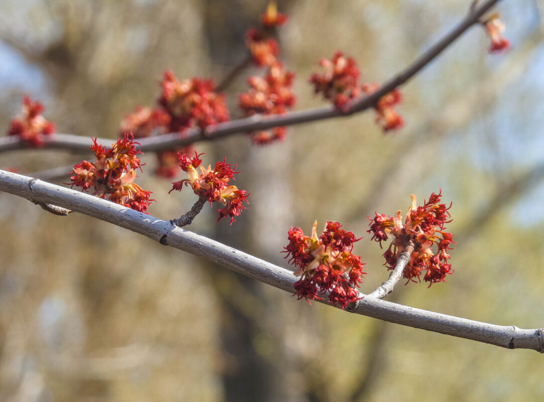 Когда цветут деревья... - Наталья Rosenwasser Когда цветут деревья... - Наталья Rosenwasser