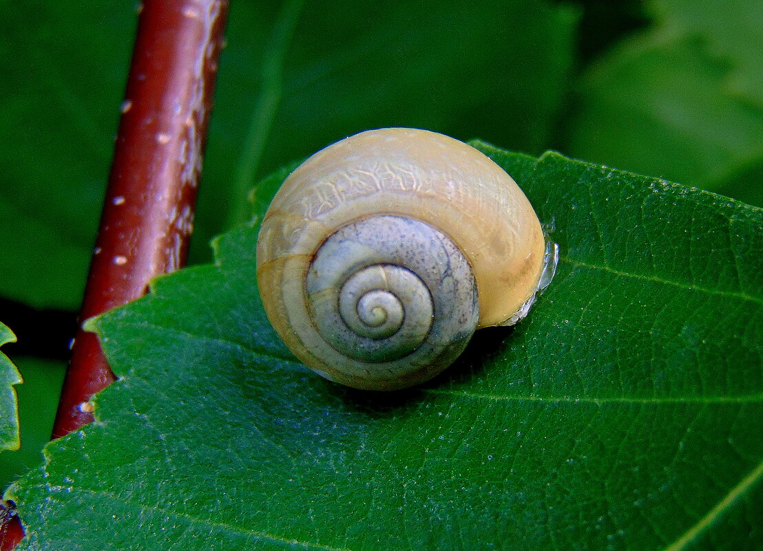 Улитка. - nadyasilyuk Вознюк