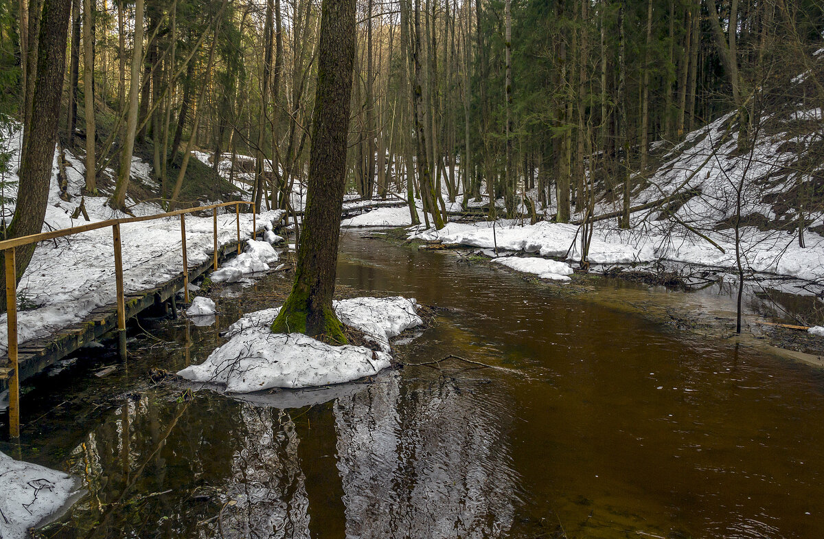 Половодье в лесу в апреле - Сергей Цветков Половодье в лесу в апреле - Сергей Цветков