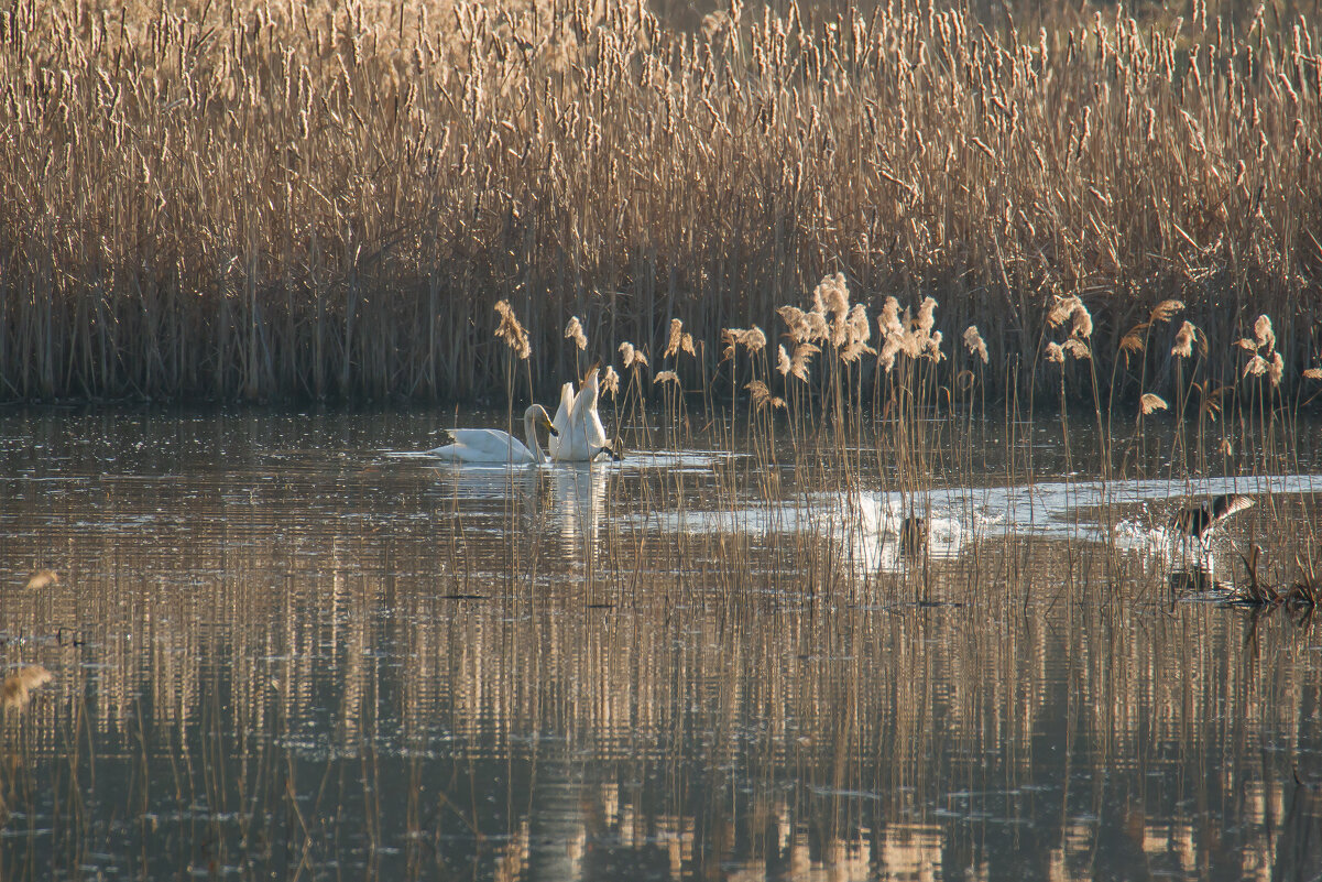Под охраной... - Sergey (Apg)