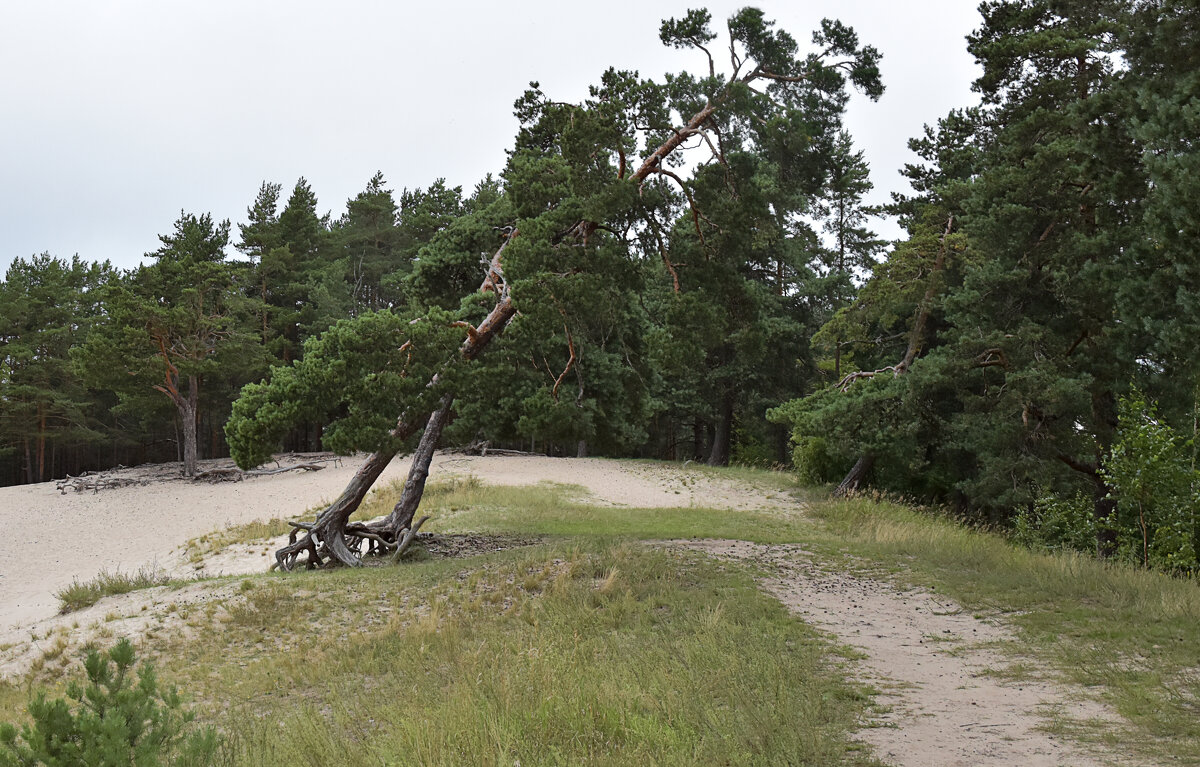 Сосны - Валерий Пославский