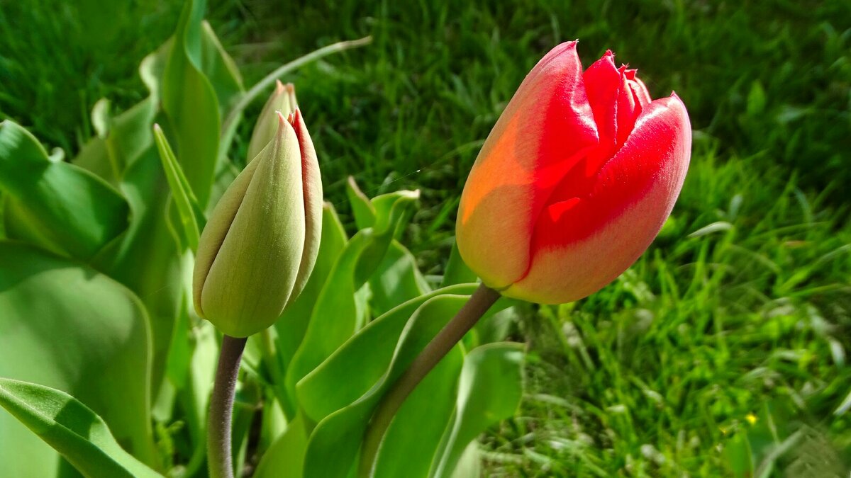 Городские цветы - Милешкин Владимир Алексеевич Городские цветы - Милешкин Владимир Алексеевич