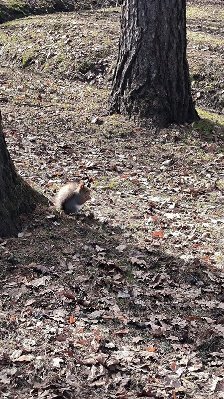 Весна на Елагином острове. - Ольга 