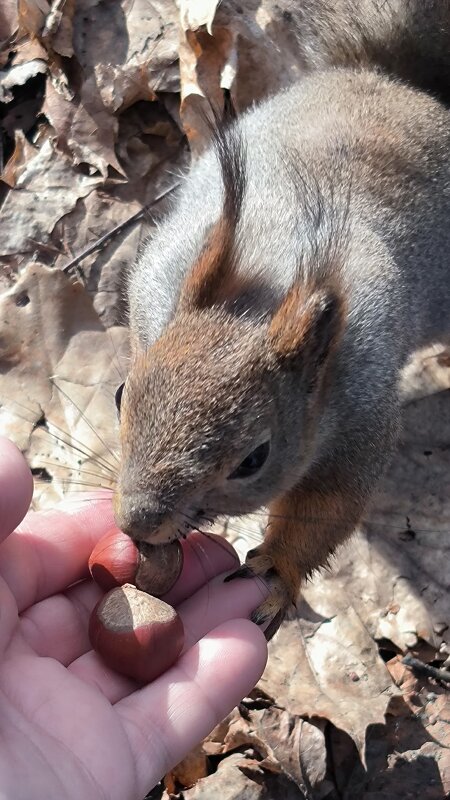 Белочки с Елагина острова. - Ольга 